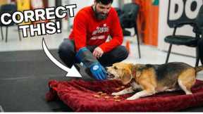 How To Stop ANY Dog's Resource Guarding Problem FAST