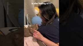 Spraying myself with catnip to see how my cat would react #shorts