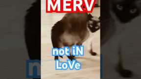 merv the talking cat might be in love. #funny #cat #meow #bagagwa