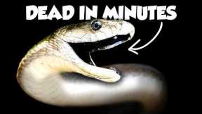 The Worst Snake Bites on Earth Ranked