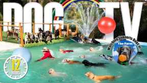 Dog Daycare TV: Entertainment for Dogs 🐶 Videos For Dogs to Watch to Prevent Boredom & Anti Anxiety