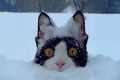 Funny Cats Against Snow! 🤣 The