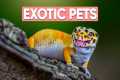 15 Low Maintenance EXOTIC Pets That