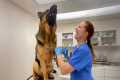 Funny Dogs Facing the Vet in the Most 