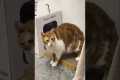 Trick your cat#cat #catsoftiktok #fyp 