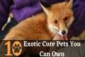 Top 10 Cute Exotic Pets you can Own