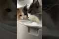 Funny cat videos #cats #funnycats