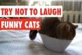 Try Not To Laugh | Funny Cat Video