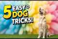 “5 Easy Dog Training Tricks Every