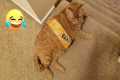 BEST Funny CAT Fails YOU NEED TO SEE