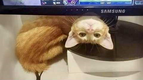 30 MINUTES Funniest CATS Caught on the Internet! 🤣 SUPER Funny Cat Videos