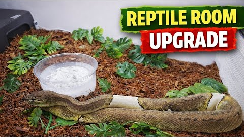 Setting Up My Reptile Room! New Enclosures for Snakes, Dragons & Skink