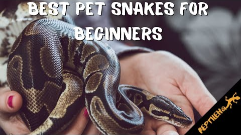 6 Best Snake Pets for Beginners: Easy to Take Care Of