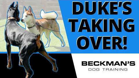 Why I Sent Duke In First Against This Dominant Husky
