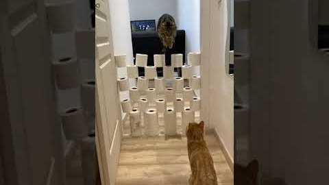 Cat Jumps Over Obstacles - Cats Obstacle Challenge 🐾