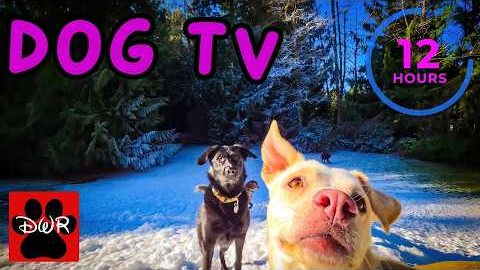 DOG TV 12 Hours 🐕 Adventures for Dogs | Keeps Dogs Calm & Entertained