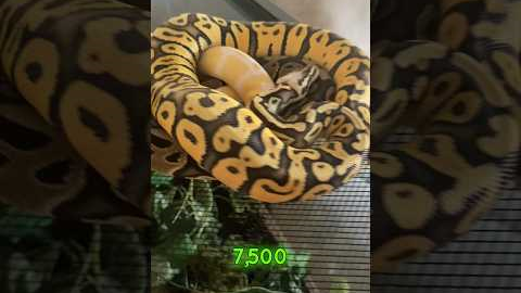 Top 5 best pet reptiles for beginners