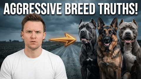 The 7 Most Aggressive Dog Breeds As A Pro Dog Trainer