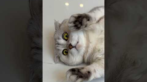 What other tricks can I expect from Sonya?😳 #cat #cats