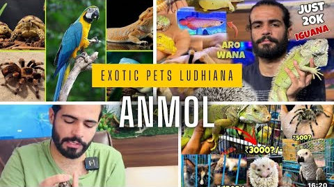 Exotic Pets Ludhiana 🤨 Pets And Birds 🦅 