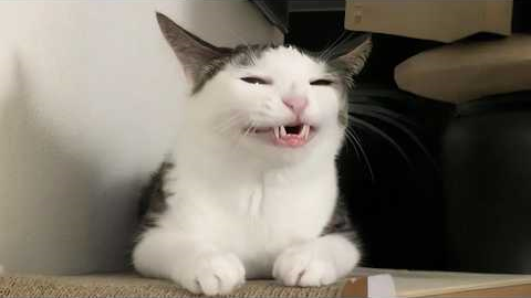 You Laugh, You Lose! 🤣 Funny Cat Videos 2026 😹 Part 134