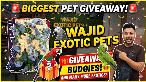 Wajid Exotic Pets has new stock and a giveaway! 🦜🎁 #Pets #Giveaway #conure #birds 