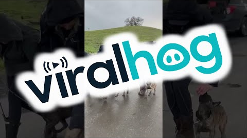 Police Puppy Dog Training || ViralHog