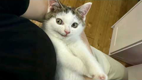 Silliest KITTENS have a Plan! 🤣 Funniest CATS Video