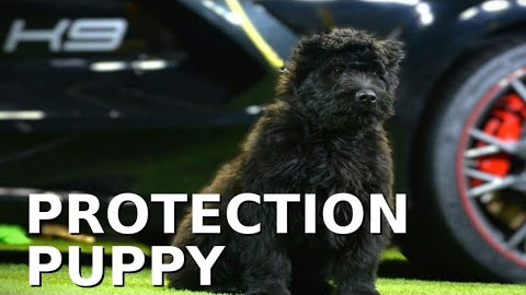 This cute puppy will be a Protection Dog?