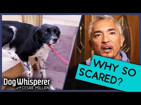 Dog Anxiety SOLVED! | Cesar Millan’s Best Tips