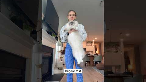 Ragdoll Test #cats
