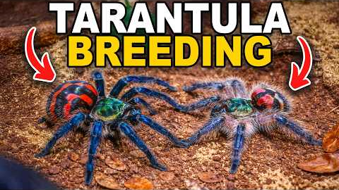 We've Never Tried This Before...(Tarantula Breeding!)