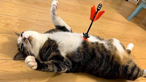 When Your Cat Deserves an Oscar for Best Comedian 🏆😂 Funny Cat Videos