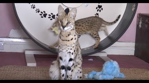 Walks on the Wild Side: Britain's Exotic Pets