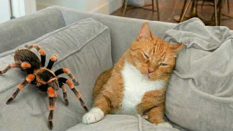 Funny Cat Videos 😂 A Collection Of Hilarious Cats That Will Make You Laugh Out Loud And Find Peace 😺