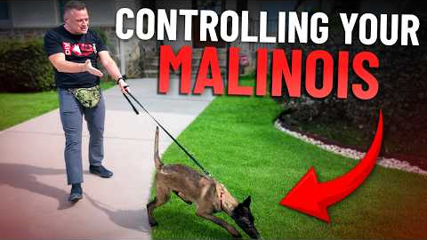 How to Stop Leash Pulling FAST With A High Drive Dog!