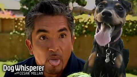 Season 1 Episodes 15&16 | How to Train Hyper & Overly Excited Dogs