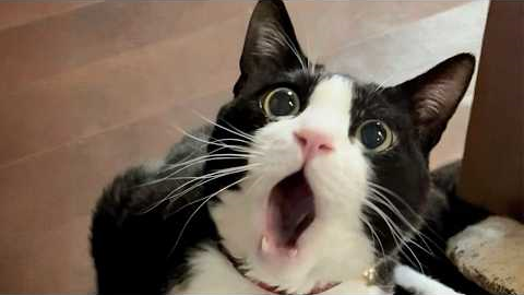 You Laugh, You Lose! 🤣 Funny Cat Videos 2026 😹 Part 131