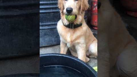 Golden Retriever Puppy Training Tips and Tricks #subscribe #retriever #dog #shorts