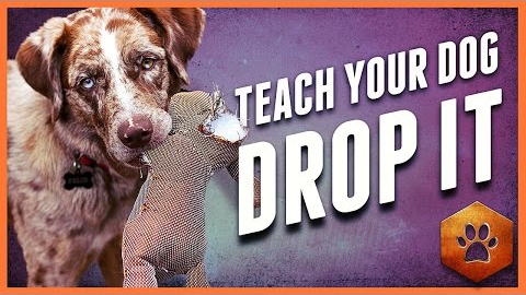 Teach a Dog to Drop It - Get polite mouth control with Tug