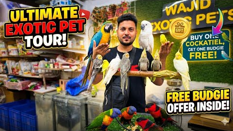 Buy one cockatiel, get one budgie free! Offer at Wajid Exotic Pets. 