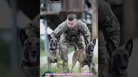 Belgian Malinois Dog Training | Powerful K9 Skills and Discipline 🐕‍🦺🔥 #dog #belgianmalinois #k9