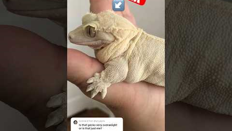 Is my crested gecko overweight?! #chunkygecko #crestedgecko
