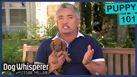 How To Raise The Perfect Puppy | Dog Whisperer With Cesar Millan
