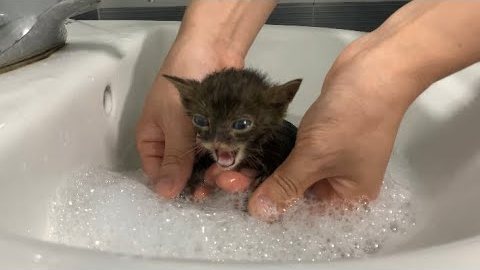 First time bathing a kitten
