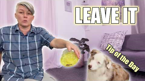 Dog Training Tip of the Day - use containers to proof leave it
