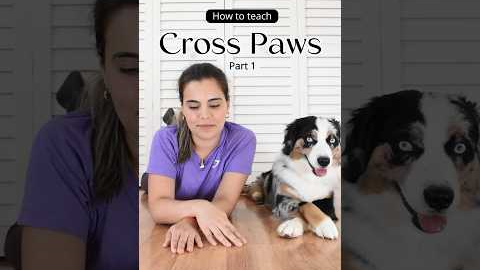 The easiest way to teach your dog to cross paws. Trick tutorial #dogtraining #dogtricks #doglover