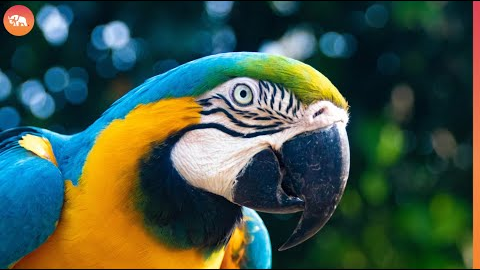 Pros And Cons Of Adopting Exotic Pets