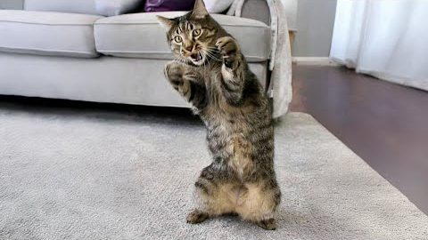 Life’s Never Boring With These Silly CATS! 😹 Funny Cat Videos