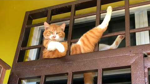 When Cats Think No One's Watching Them 😂 Funny Cat Videos 2026